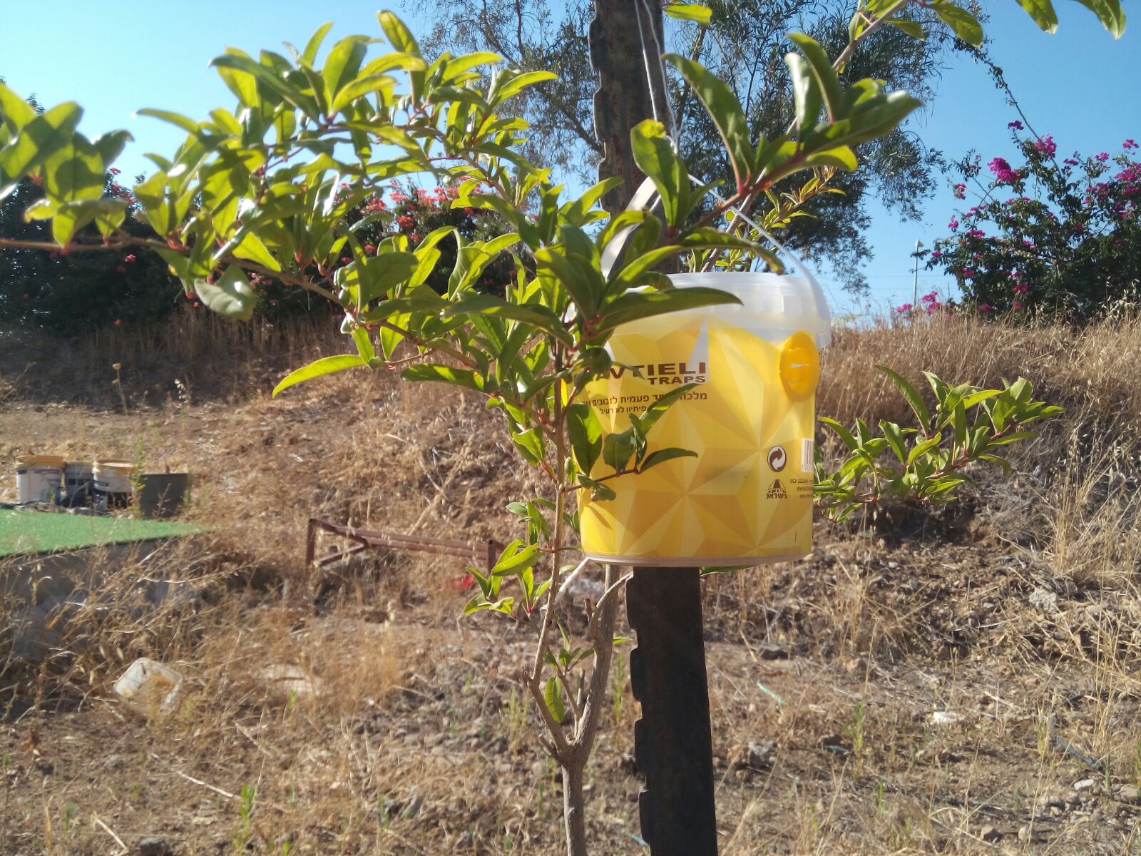 צרעות