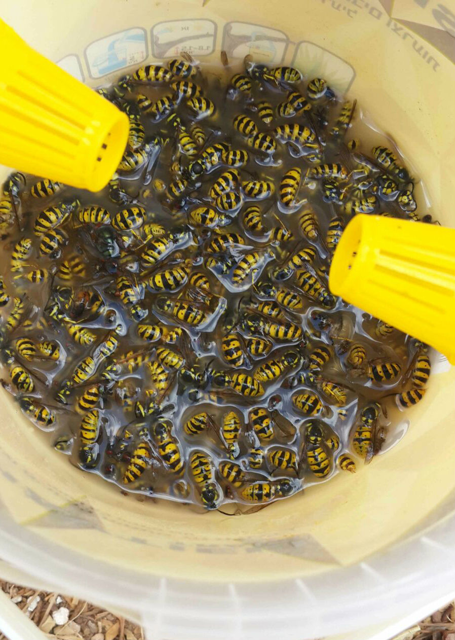 מלכודת צרעות